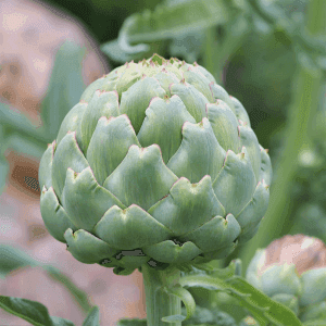 Plant de légume vivace - ARTICHAUT VERT(Imperial Star)