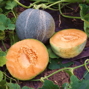 Plant de légume - MELON Petit Gris de Rennes