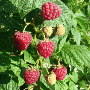Plant de petit fruit - FRAMBOISIER rouge (Héritage)