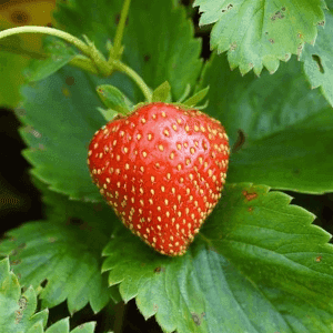 Plant de petit fruit - FRAISIER Charlotte