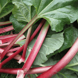 Plant de petit fruit - RHUBARBE