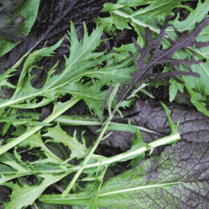Plant en MINI-MOTTE