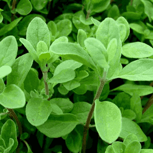 Plant aromatique vivace - MARJOLAINE