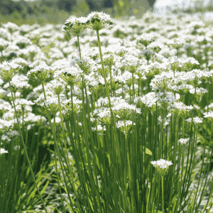 Plant aromatique vivace - CIBOULE DE CHINE