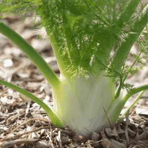 Plant en MINI-MOTTE