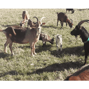 ferme chez babiau