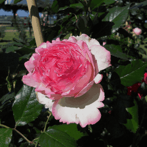 Rosier Grimpant - Toutes Variétés