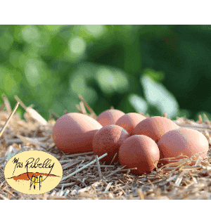 oeufs bio extra frais
