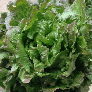 salade de saison