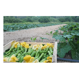 La Ferme des Grenouilles #8