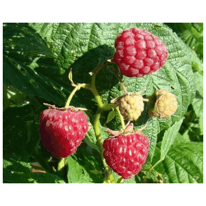 Framboisier Variété Héritage