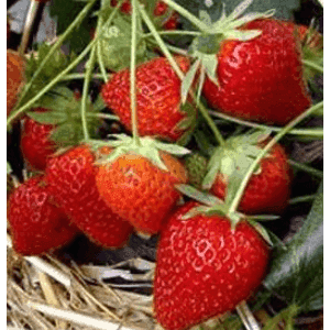 Fraisier
