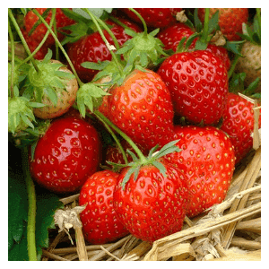 Fraisiers Variété MARA DES BOIS (Remontante)