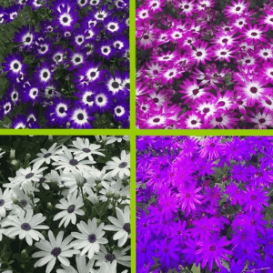 Senetti Pot 17 Bleu, Rose vif, Bleu/Blanc et Rose/blanc