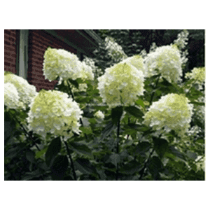 Hortensias Paniculata blanc