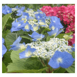 Hortensias Macrofila Fleurs classiques