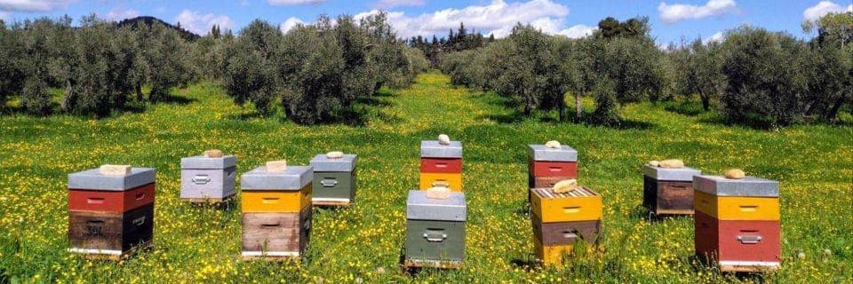 Bannière de Les Ruchers Tamata apiculture