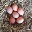 6 oeufs extra frais EARL ROY A