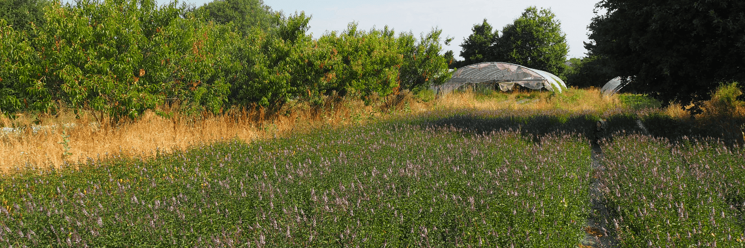 Bannière de Les Essentielles du Sillon