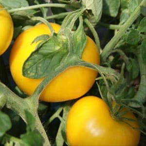 Plant de tomate Jaune Taxi