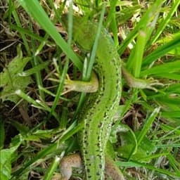 La ferme de Muriel La ferme de Muriel #7