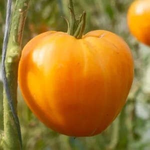 Plant de tomate Verna