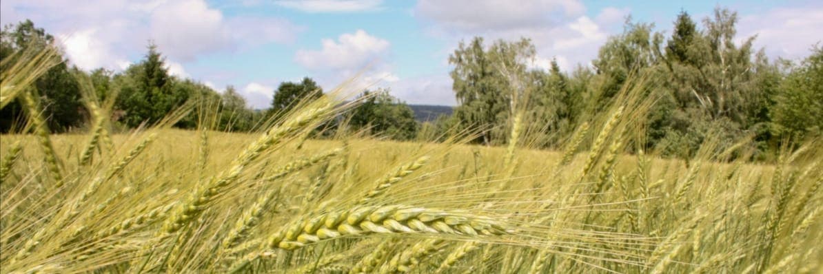 Bannière de Aux 6 Levains