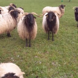 La Ferme du Guéoir La Ferme du Guéoir #2