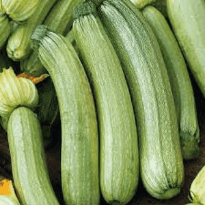 Plant de courgette Genovese