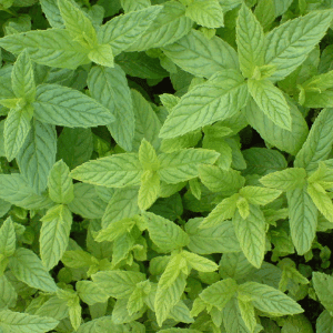 Plant de vivace Menthe verte (marocaine)