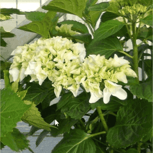 Hortensias Macrofila Fleurs classiques