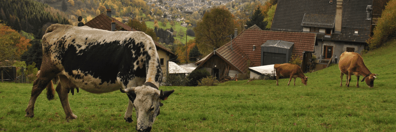 Bannière de LA FERME DU BOSKOPF