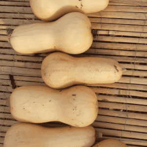 PROMO Courges Butternut
