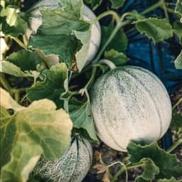 Ferme de la Voliais Ferme de la Voliais #3