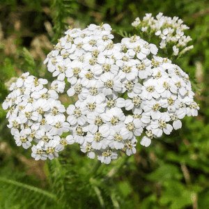 Plant d'aromatique vivace Achillée millefeuille