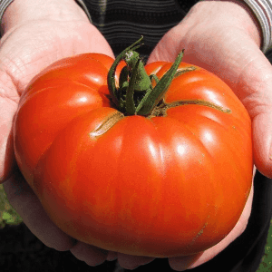 Plant de tomate Beefsteak