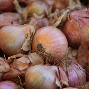 Oignon rosé d'Armorique