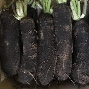 Radis Noir