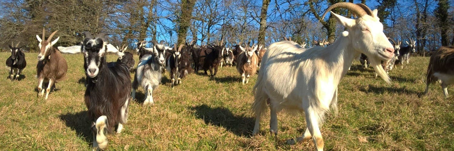 Bannière de Les échappées bêlent