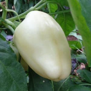 Plant de poivron Zorza