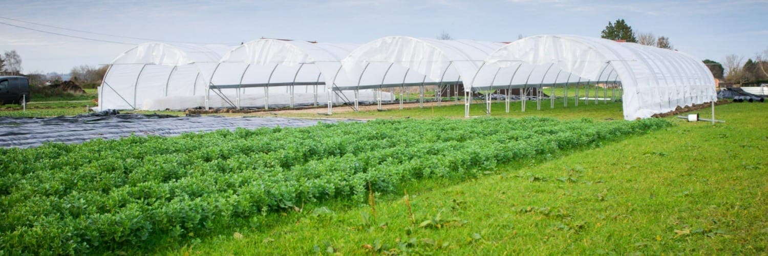 Bannière de Les légumes & Cie