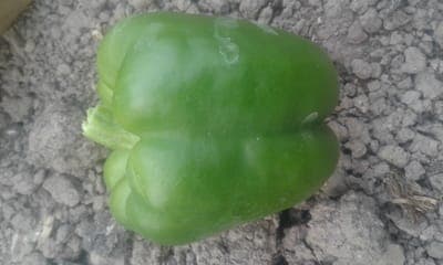 Poivron vert carré pièce