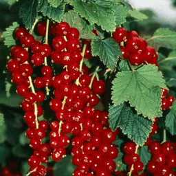 L'Or des Combrailles L'Or des Combrailles #4