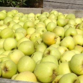 Pommes