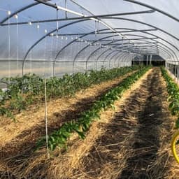 Les Maraîcheurs Les Maraîcheurs #3