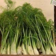 Fenouil (~500g)