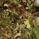 Jardin cordial - sachet kraft de 20 g