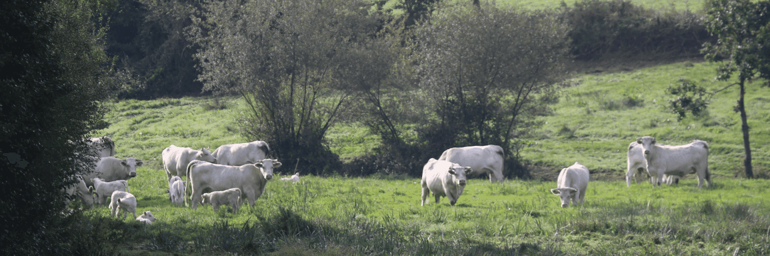Bannière de La Ferme de Punault