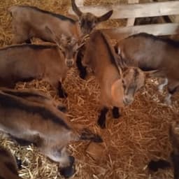 Ferme de Martignac Ferme de Martignac #8