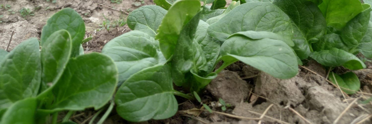 Bannière de LES JARDINS DE BLANDINE